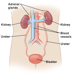 diagram of organs related to endocrine system