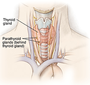 diagram of thyroid and parathyroid glands